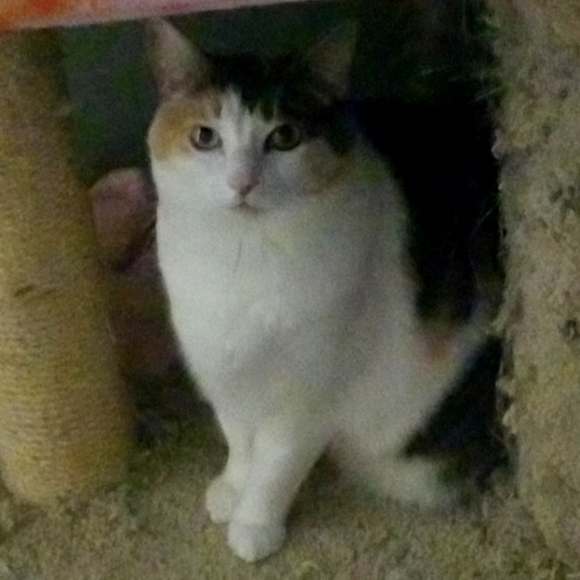 Meet your Posher, Tela-marie - Picture 1 of 1